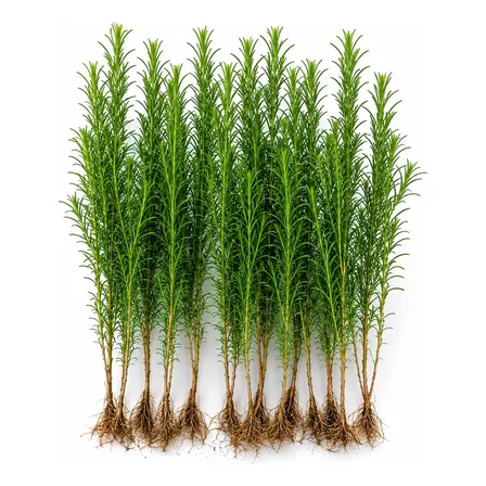 Kit 10 Mudas De Podocarpo 40 A 50 Cm Cerca Viva Paisagismo Verde