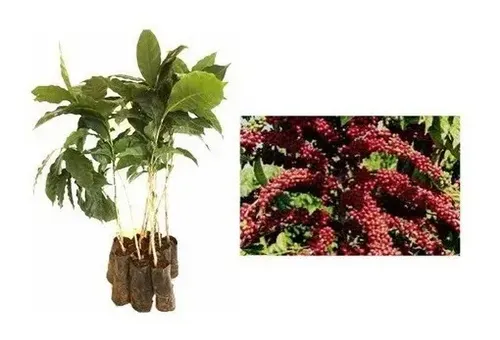Café Arábica - Kit Com 5 Mudas - Prontas Para O Plantio